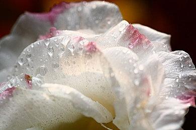 《使命召唤：黑色行动6》抢先体验测试＆公测日期公布